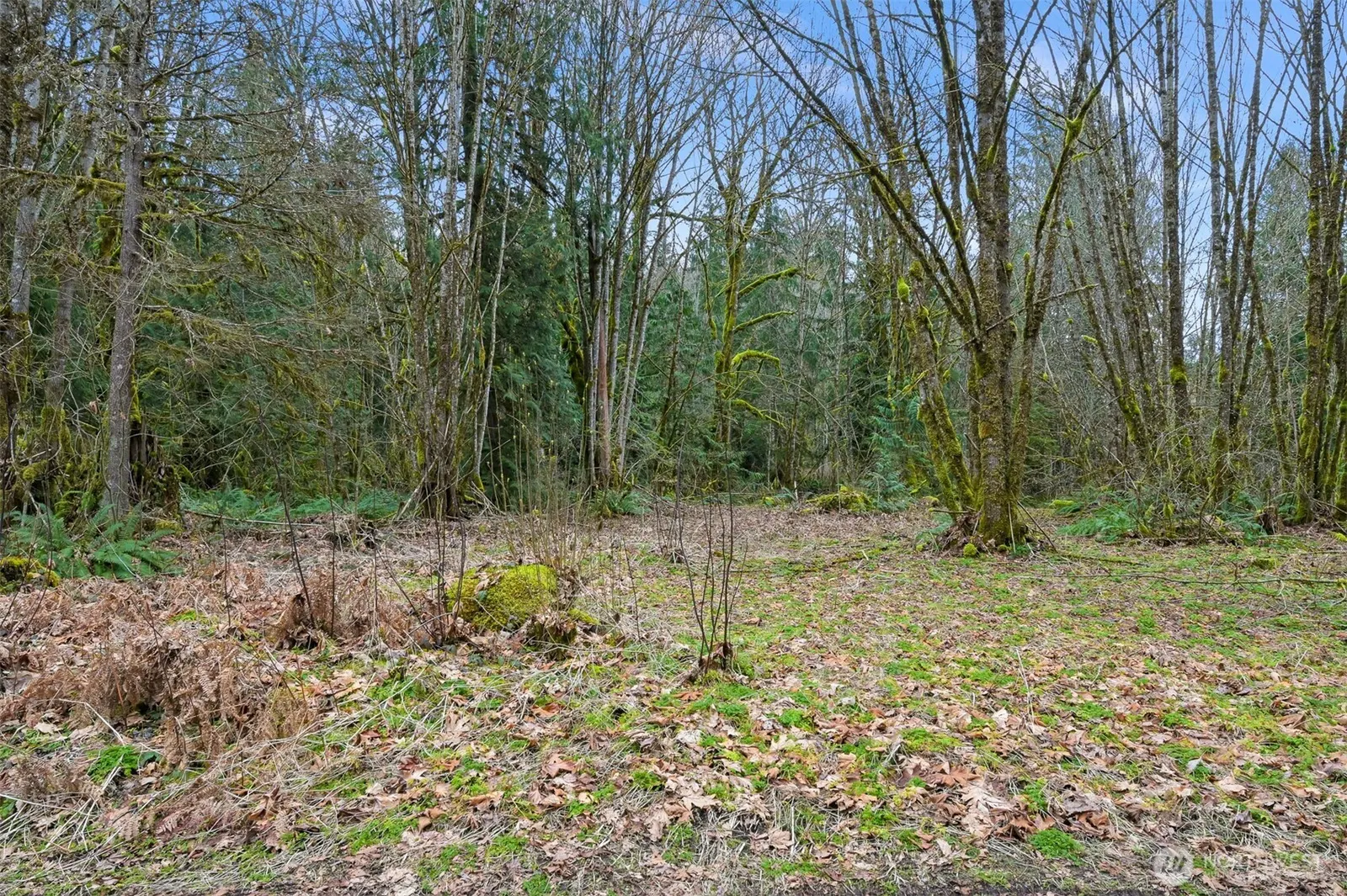 Land, Maple Falls