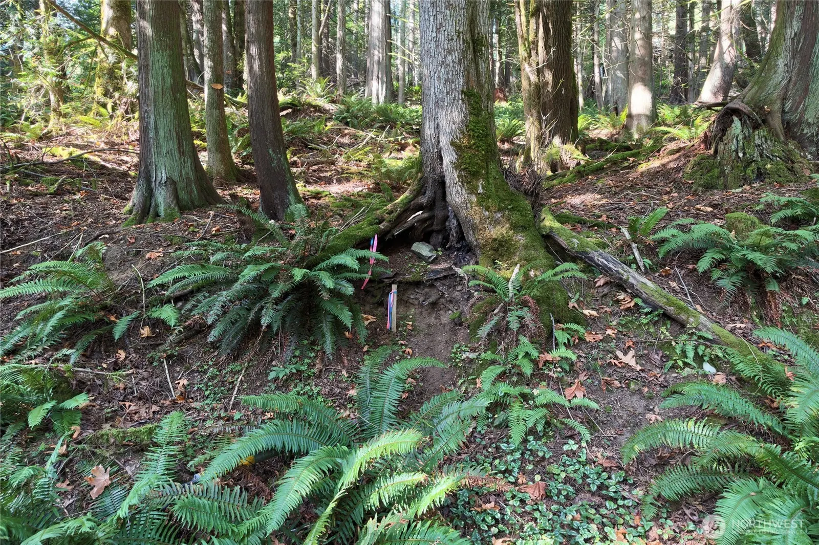 Land, Bellingham